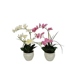 Orchid Pot 57cm 2 Assorted