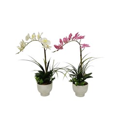 Phalaenopsis Orchid 58cm 2 Assorted Phalaenopsis Orchid 58cm 2 Assorted