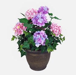 Purple Hydrangea Pot 55cm Purple Hydrangea Pot 55cm