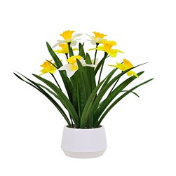Daffodil Pot 32cm