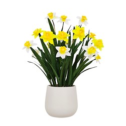 Daffodil Pot 61cm