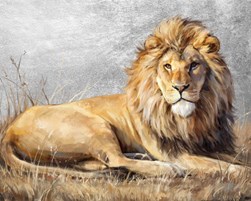 Canvas Oil Laying Lion 80x100cm Canvas Oil Laying Lion 80x100cm