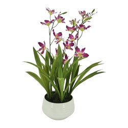 Cattleya Orchid 67cm