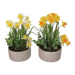 Daffodil Arrangement 26cm 2Ast