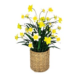 Daffodil Natural Basket 81cm