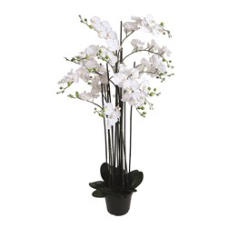 White Orchid in Black Pot 140cm White Orchid in Black Pot 140cm