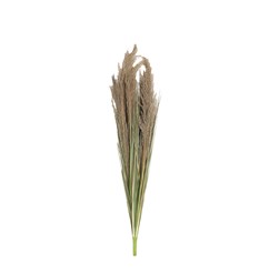 Feathery Pampas Grass Stem 99cm Feathery Pampas Grass Stem 99cm