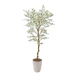 Ficus Tree 130cm