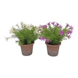 Floral Pot 28cm 2 Asst