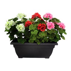 Geranium Pot 41cm Red/Pink/White Geranium Pot 41cm Red/Pink/White