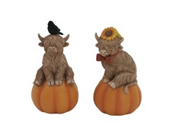 Highland Cow on Pumpkin 12cm 2 Assorted Highland Cow on Pumpkin 12cm 2 Assorted