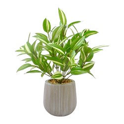Inchplant 31cm