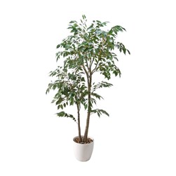 Large Ficus Plant in White Pot 70x136cm Large Ficus Plant in White Pot 70x136cm