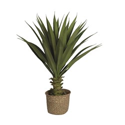 Large Toothed Succulent in a Basket Pot 61cm
