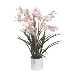 Light Pink Cymbidium 90cm Light Pink Cymbidium 90cm