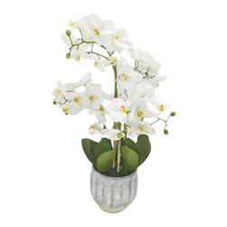 Orchid White 67cm