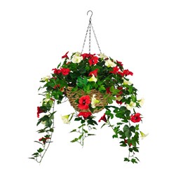Petunia Hanging Basket Red/White 85cm Petunia Hanging Basket Red/White 85cm