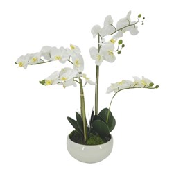 Phalaenopsis White 64cm