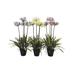 Potted Agapanthus 92cm 3 Assorted Potted Agapanthus 92cm 3 Assorted