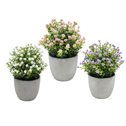 Potted Baby Breath 24cm 3 Asst