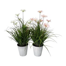 Potted Cosmos 55cm 2 Asst