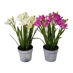 Potted Crocus 28cm 2 Asst