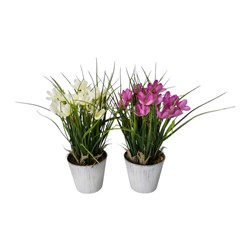 Potted Crocus 30cm 2 Asst