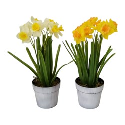 Potted Daffodils 26cm