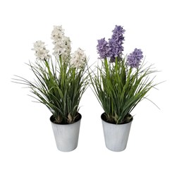 Potted Hyacinth 54cm 2 Asst
