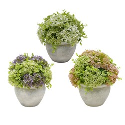 Potted Hydrangea 24cm 3 Asst