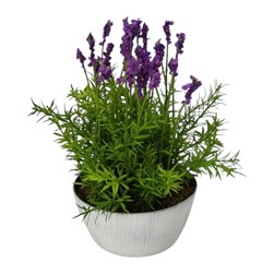 Potted Lavender 17x30cm