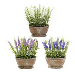 Potted Lavender 30cm 3 Asst