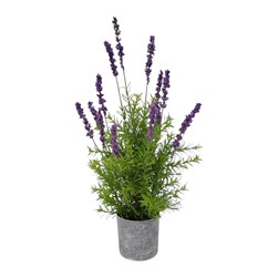 Potted Lavender 56cm Potted Lavender 56cm