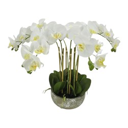 Potted Orchid White 54cm