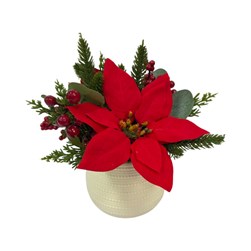 Potted Red Poinsettia 24cm