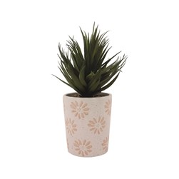 Potted Succulent 28cm Potted Succulent 28cm