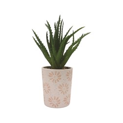Potted Succulent 28cm Potted Succulent 28cm