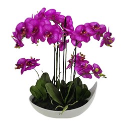 Purple Orchid 75cm
