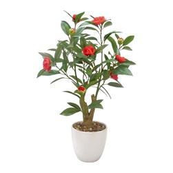 Red Camellia 56cm