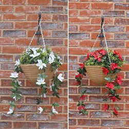 Star Lilies Hanging Basket 30cm 2 Assorted Star Lilies Hanging Basket 30cm 2 Assorted