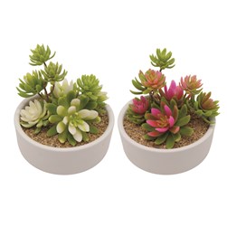 Succulent Arrangement in White Pot 18.5cm 2 Assorted Succulent Arrangement in White Pot 18.5cm 2 Assorted