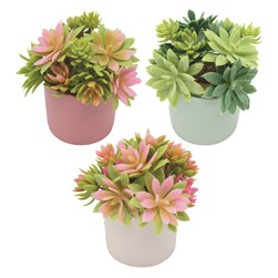 Succulent Pot 18.5cm 3 Assorted Succulent Pot 18.5cm 3 Assorted