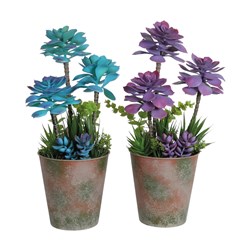 Succulent Purple and Blue 38cm 2 Assorted Succulent Purple and Blue 38cm 2 Assorted