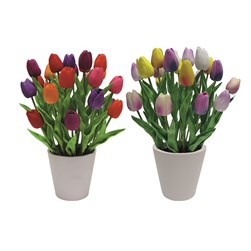 Tulip In Pot 28x38cm 2 Asst
