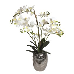 White Orchid in a Dimpled Silver Pot 72cm