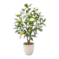 Yellow Camelia 69cm