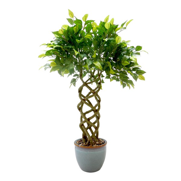 Ficus Tree 70cm Ficus Tree 70cm