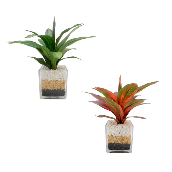Algaonema Glass Vase 28cm 2 Assorted Algaonema Glass Vase 28cm 2 Assorted