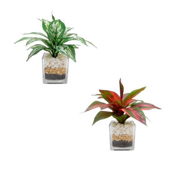 Aglaonema Glass Vase 16cm 2 Assorted Aglaonema Glass Vase 16cm 2 Assorted