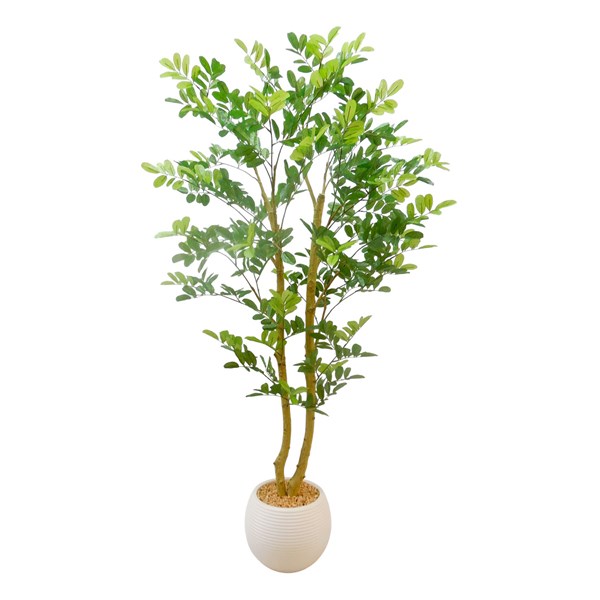 Cassia Tree 125cm Cassia Tree 125cm